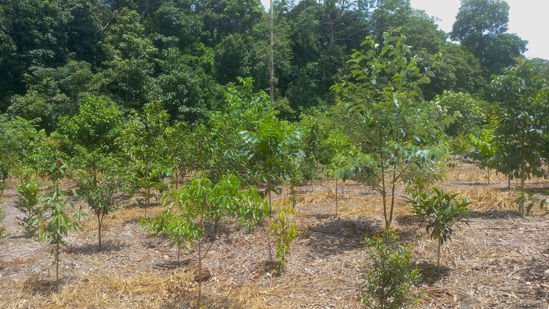 Restored native habitat regrowing